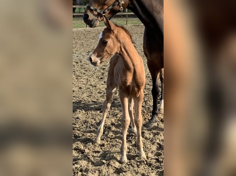 Duitse rijpony Merrie 3 Jaar 147 cm Bruin in Cappeln (Oldenburg)