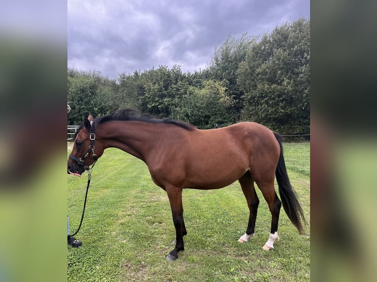 Duitse rijpony Merrie 3 Jaar 147 cm Bruin in Bassum