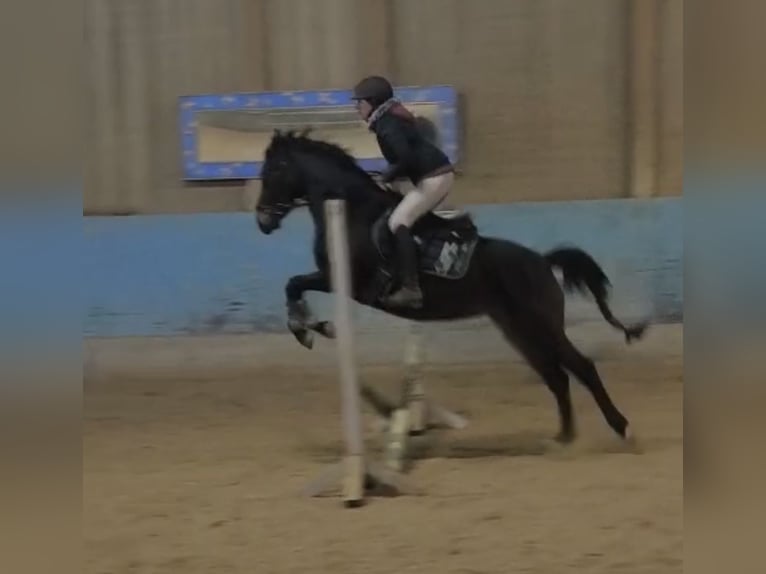 Duitse rijpony Merrie 3 Jaar 147 cm Donkerbruin in Langenau