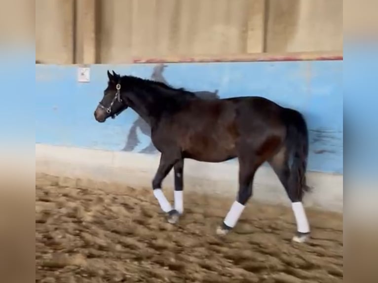 Duitse rijpony Merrie 3 Jaar 147 cm Donkerbruin in Langenau