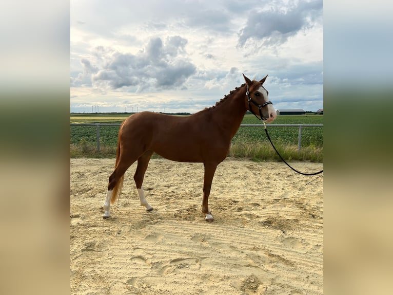 Duitse rijpony Merrie 3 Jaar 147 cm in Geilenkirchen