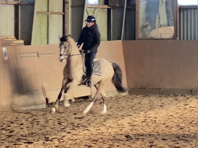 Duitse rijpony Merrie 3 Jaar 147 cm Falbe in Achim