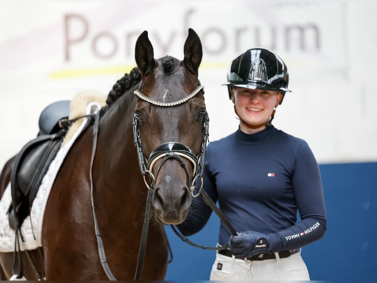 Duitse rijpony Merrie 3 Jaar 147 cm Falbe in Marsberg