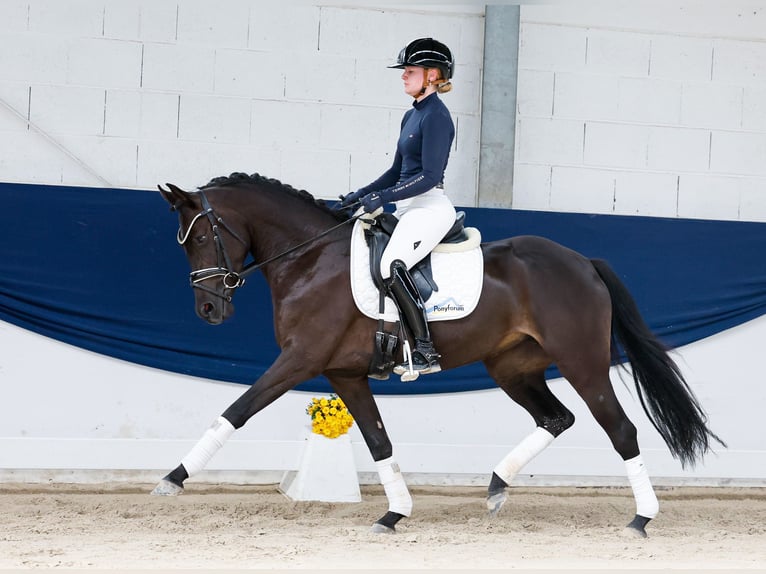 Duitse rijpony Merrie 3 Jaar 147 cm Falbe in Marsberg