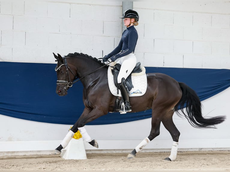 Duitse rijpony Merrie 3 Jaar 147 cm Falbe in Marsberg