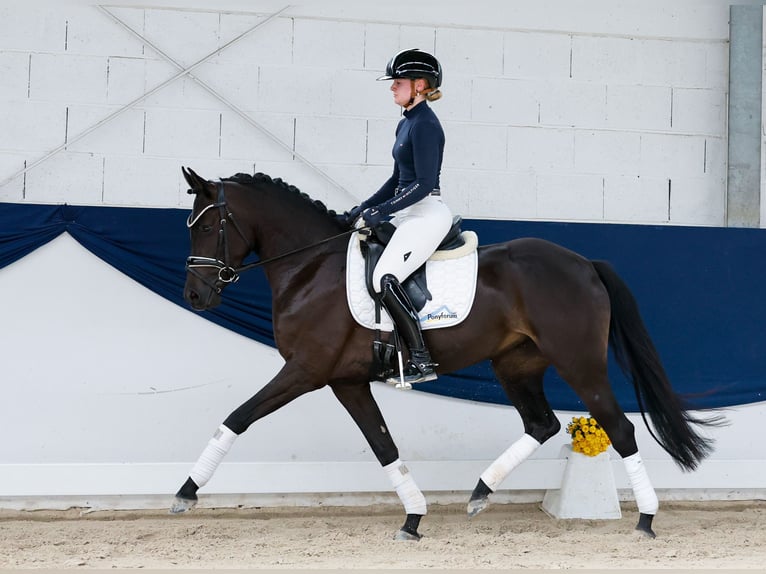 Duitse rijpony Merrie 3 Jaar 147 cm Falbe in Marsberg