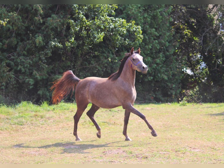 Duitse rijpony Merrie 3 Jaar 147 cm kan schimmel zijn in Schmölln