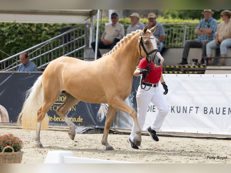 Duitse rijpony Merrie 3 Jaar 147 cm Palomino in Oelde