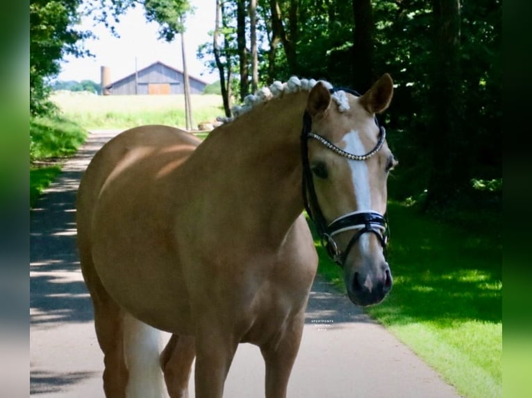 Duitse rijpony Merrie 3 Jaar 147 cm Palomino in Recke, bei Osnabrück