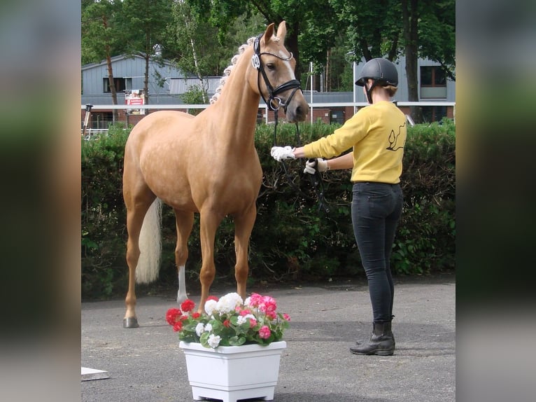 Duitse rijpony Merrie 3 Jaar 147 cm Palomino in Wallrode