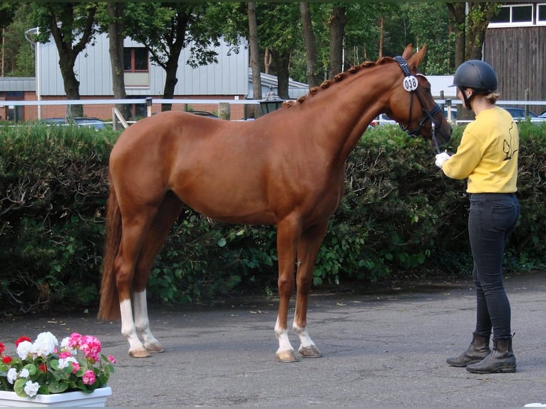 Duitse rijpony Merrie 3 Jaar 147 cm Palomino in Wallrode