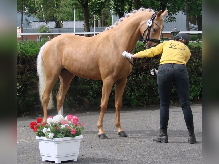 Duitse rijpony Merrie 3 Jaar 147 cm Palomino in Wallrode