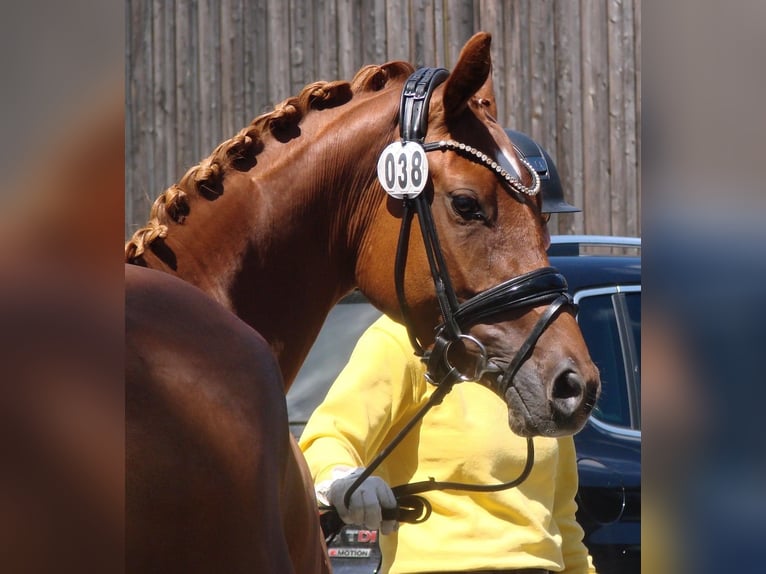 Duitse rijpony Merrie 3 Jaar 147 cm Palomino in Wallrode