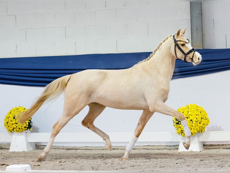 Duitse rijpony Merrie 3 Jaar 147 cm Palomino in Marsberg