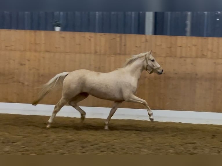 Duitse rijpony Merrie 3 Jaar 147 cm Palomino in Verl