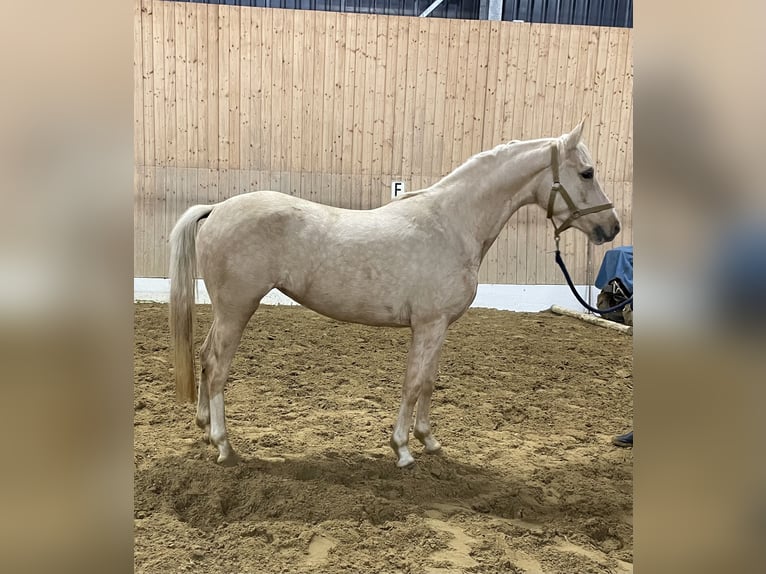 Duitse rijpony Merrie 3 Jaar 147 cm Palomino in Verl