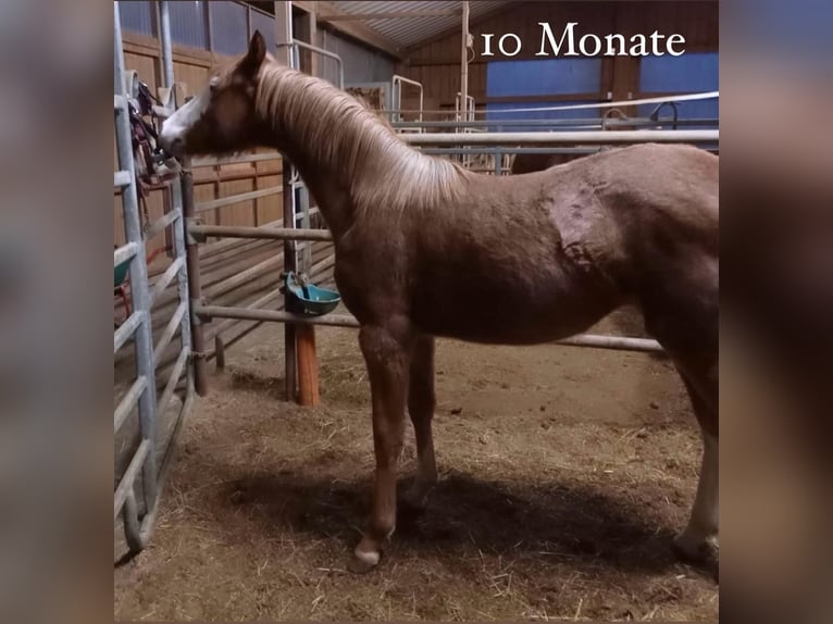 Duitse rijpony Merrie 3 Jaar 147 cm Roan-Red in Filderstadt