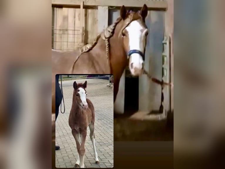 Duitse rijpony Merrie 3 Jaar 147 cm Roan-Red in Filderstadt