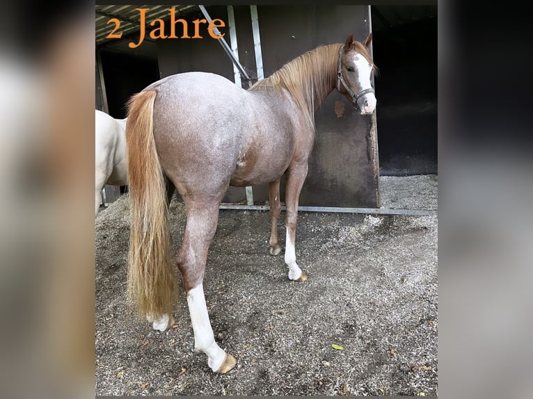 Duitse rijpony Merrie 3 Jaar 147 cm Roan-Red in Filderstadt