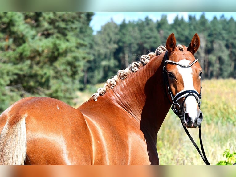 Duitse rijpony Merrie 3 Jaar 147 cm Vos in Kamern