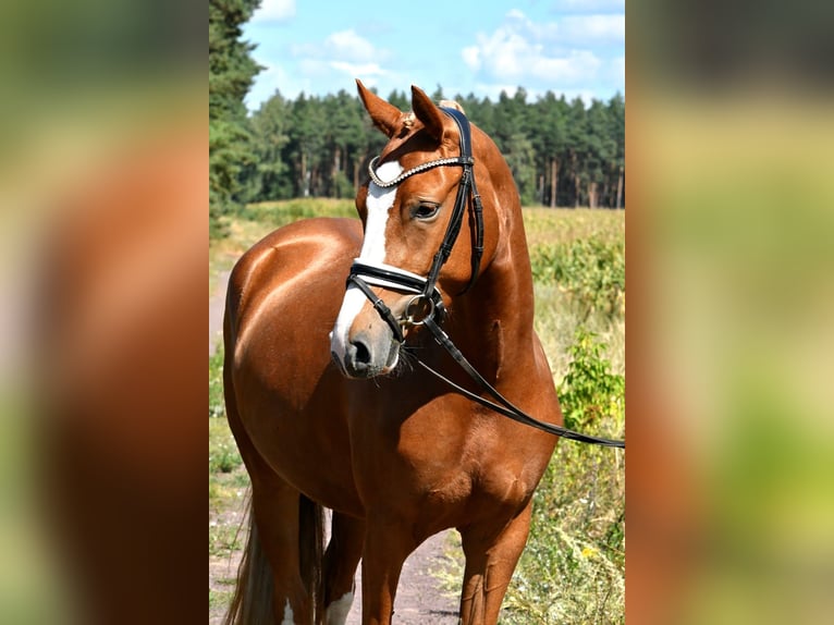 Duitse rijpony Merrie 3 Jaar 147 cm Vos in Kamern