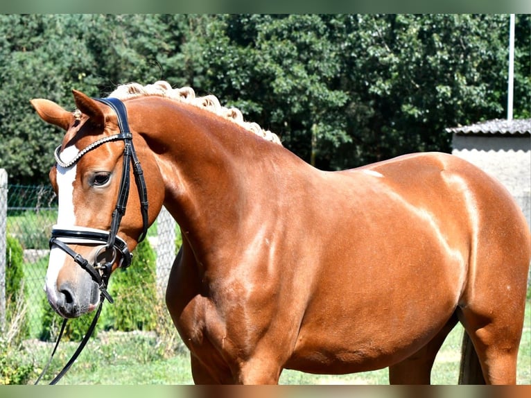 Duitse rijpony Merrie 3 Jaar 147 cm Vos in Kamern