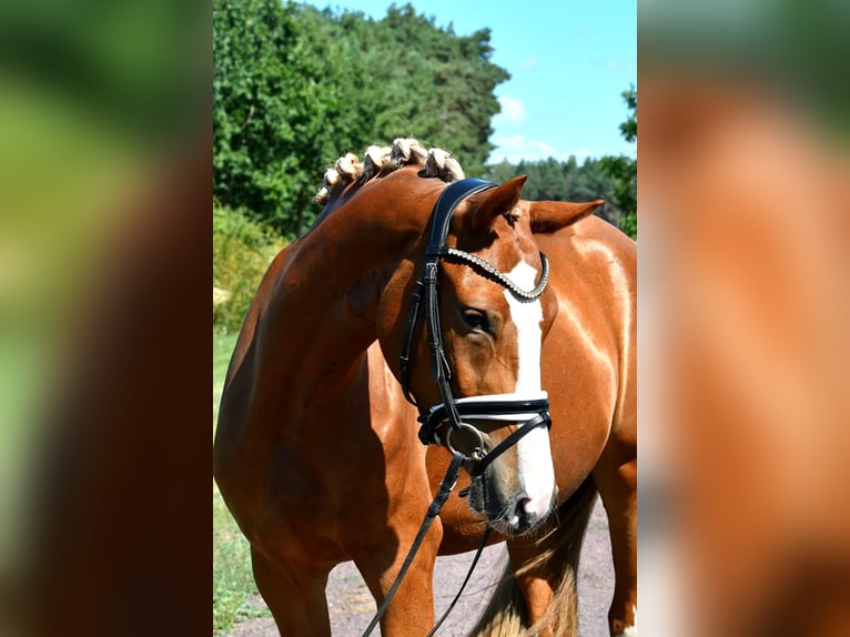Duitse rijpony Merrie 3 Jaar 147 cm Vos in Kamern