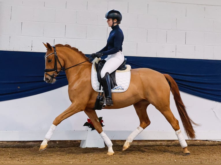 Duitse rijpony Merrie 3 Jaar 147 cm Vos in Marsberg