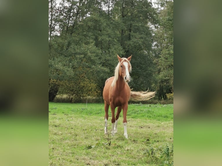 Duitse rijpony Merrie 3 Jaar 147 cm Vos in Vienenburg