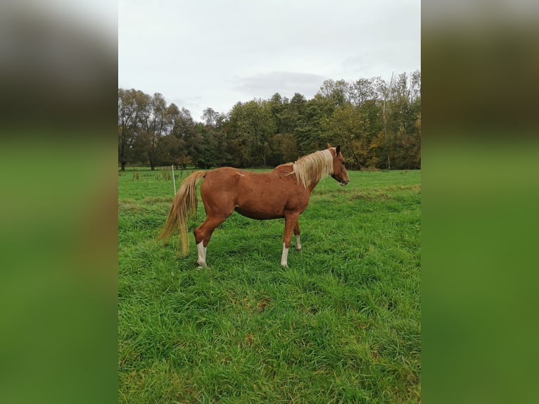 Duitse rijpony Merrie 3 Jaar 147 cm Vos in Vienenburg