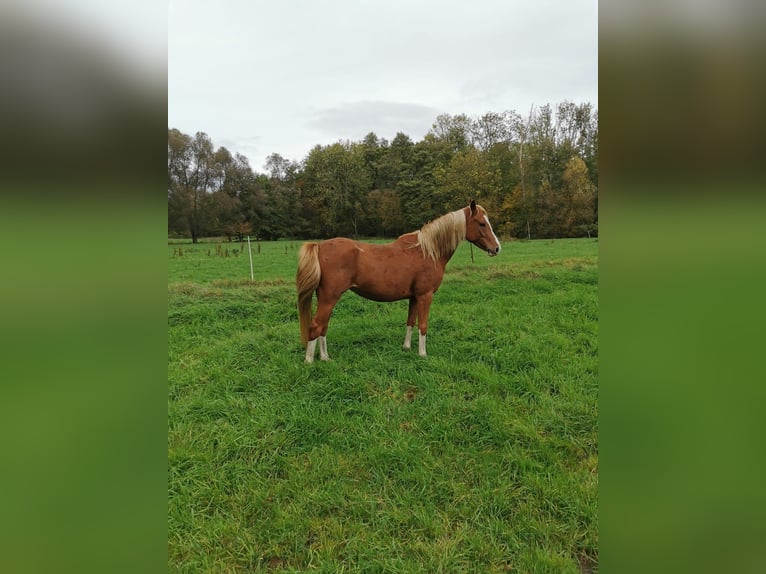 Duitse rijpony Merrie 3 Jaar 147 cm Vos in Vienenburg