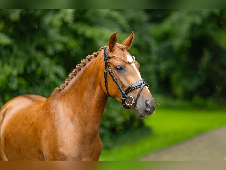 Duitse rijpony Merrie 3 Jaar 147 cm Vos in Saterland