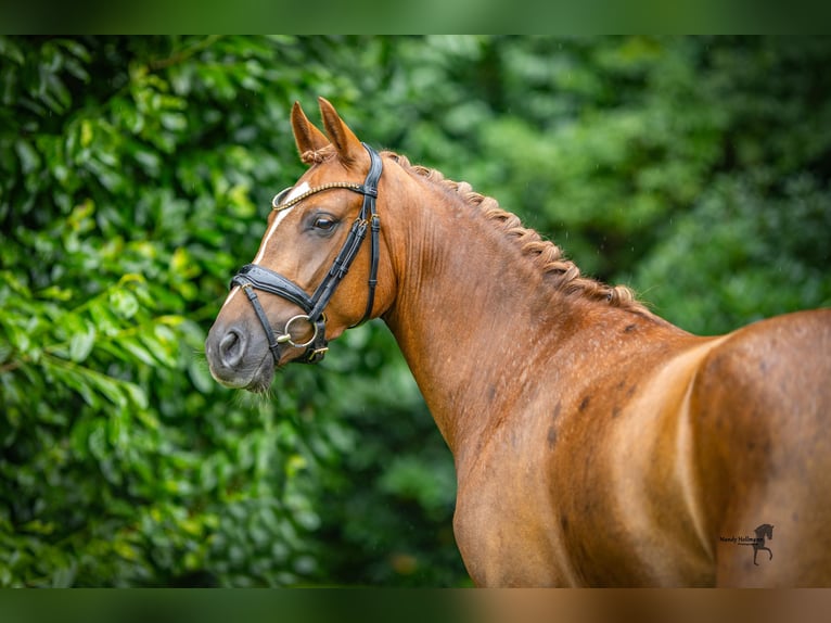 Duitse rijpony Merrie 3 Jaar 147 cm Vos in Saterland