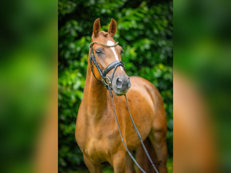 Duitse rijpony Merrie 3 Jaar 147 cm Vos in Saterland