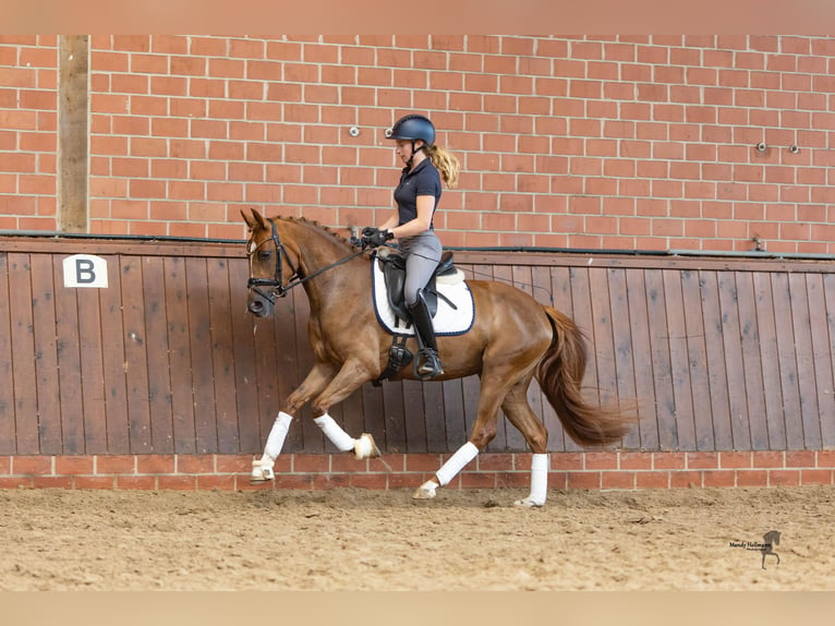 Duitse rijpony Merrie 3 Jaar 147 cm Vos in Saterland