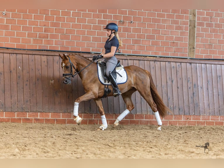 Duitse rijpony Merrie 3 Jaar 147 cm Vos in Saterland