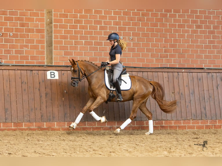 Duitse rijpony Merrie 3 Jaar 147 cm Vos in Saterland