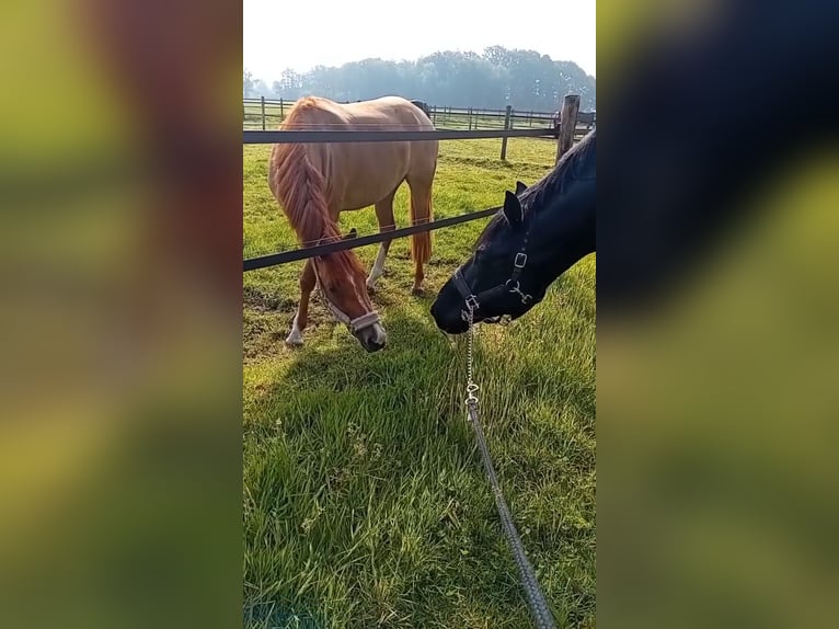 Duitse rijpony Merrie 3 Jaar 147 cm Vos in Someren