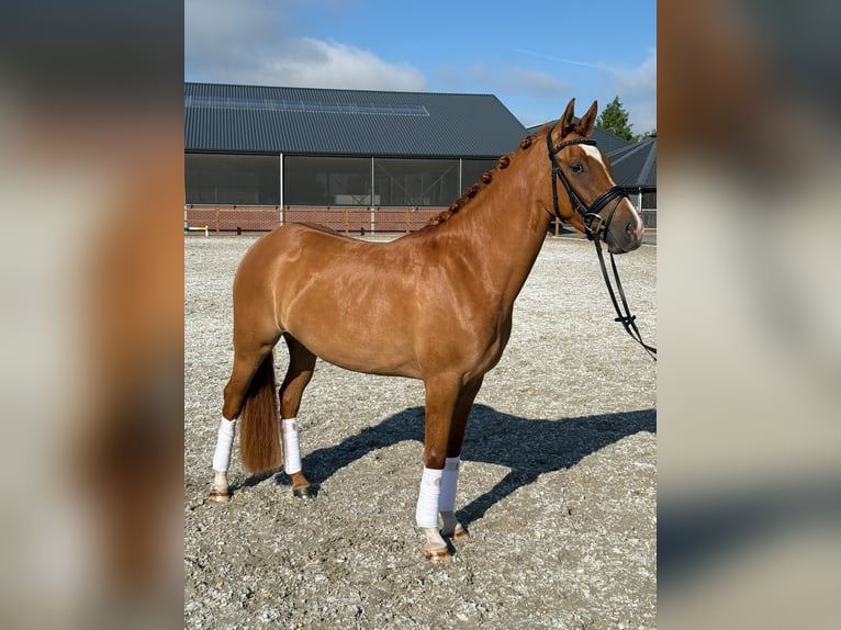 Duitse rijpony Merrie 3 Jaar 147 cm Vos in Someren