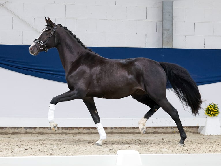 Duitse rijpony Merrie 3 Jaar 147 cm Zwart in Marsberg