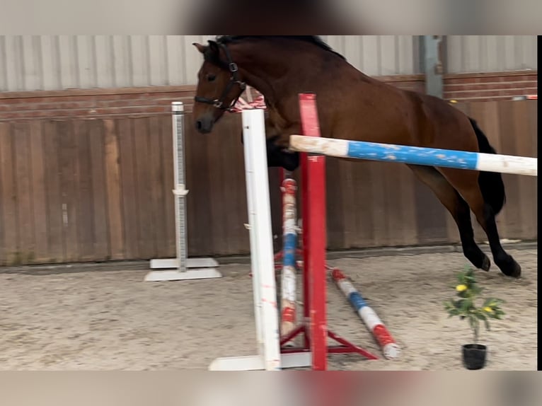 Duitse rijpony Mix Merrie 3 Jaar 148 cm Bruin in Zieuwent