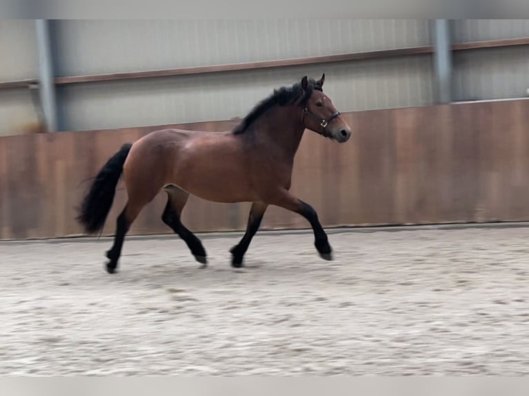 Duitse rijpony Mix Merrie 3 Jaar 148 cm Bruin in Zieuwent