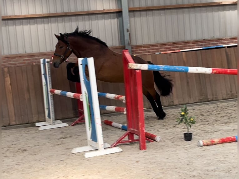 Duitse rijpony Mix Merrie 3 Jaar 148 cm Bruin in Zieuwent