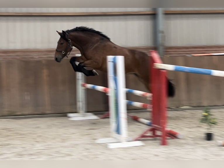 Duitse rijpony Mix Merrie 3 Jaar 148 cm Bruin in Zieuwent