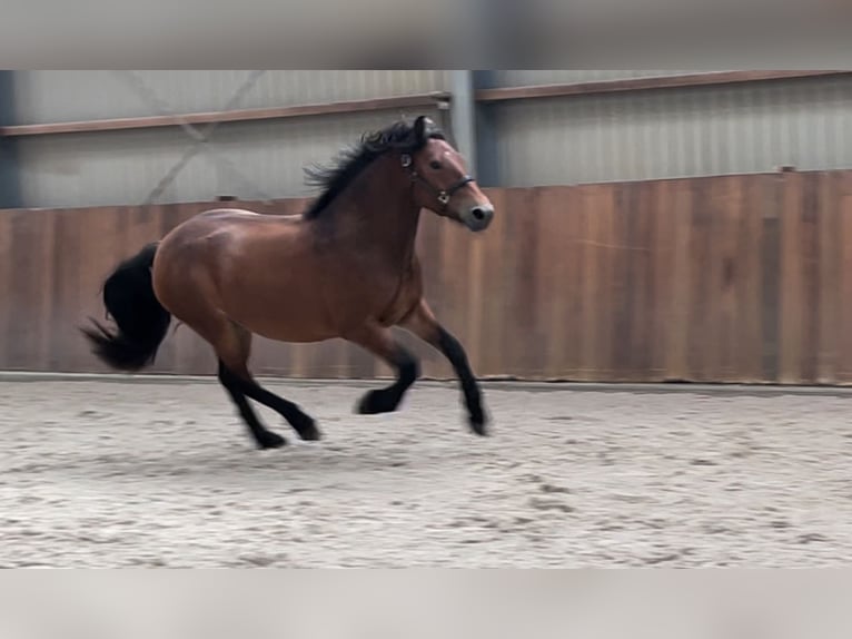 Duitse rijpony Mix Merrie 3 Jaar 148 cm Bruin in Zieuwent