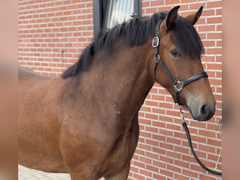 Duitse rijpony Mix Merrie 3 Jaar 148 cm Bruin in Zieuwent