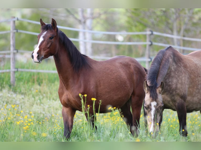 Duitse rijpony Mix Merrie 3 Jaar 148 cm Bruin in Waldshut-Tiengen