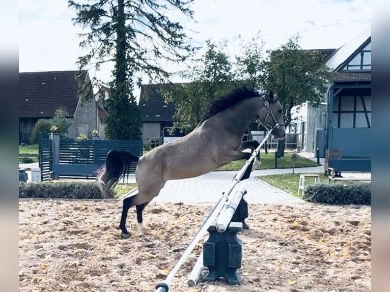 Duitse rijpony Merrie 3 Jaar 148 cm Buckskin in Simmershofen