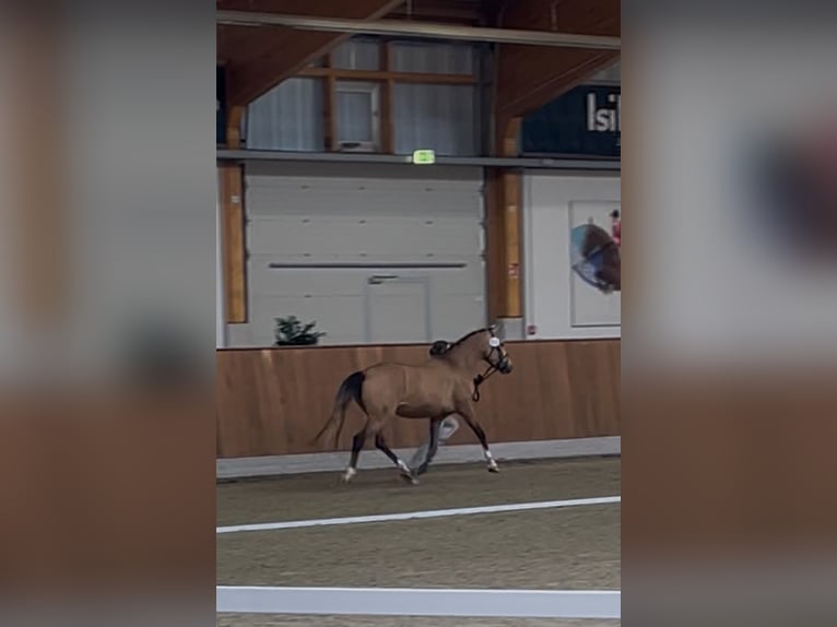 Duitse rijpony Merrie 3 Jaar 148 cm Buckskin in Melle