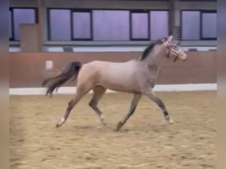 Duitse rijpony Merrie 3 Jaar 148 cm Buckskin in Melle